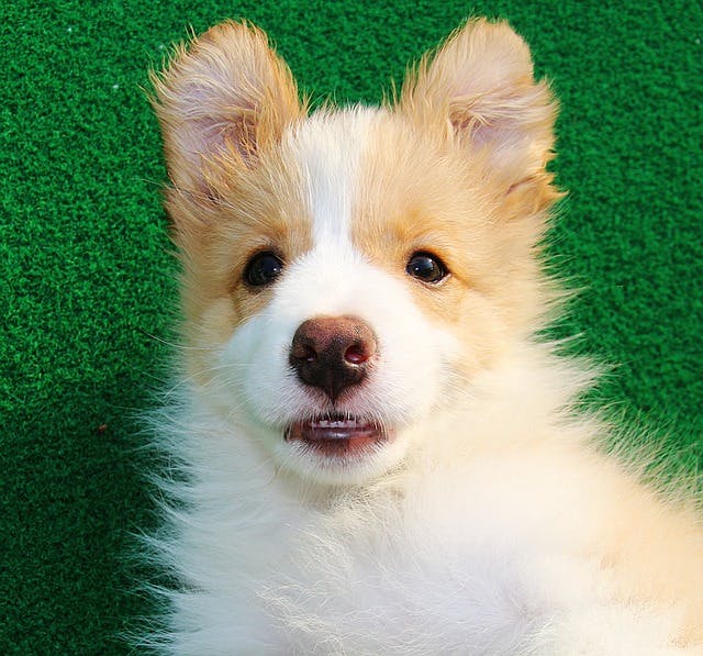 Dog E