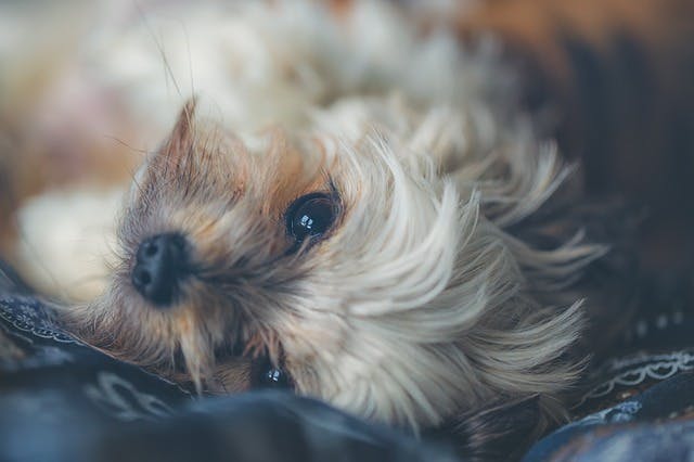 image of a yorkie