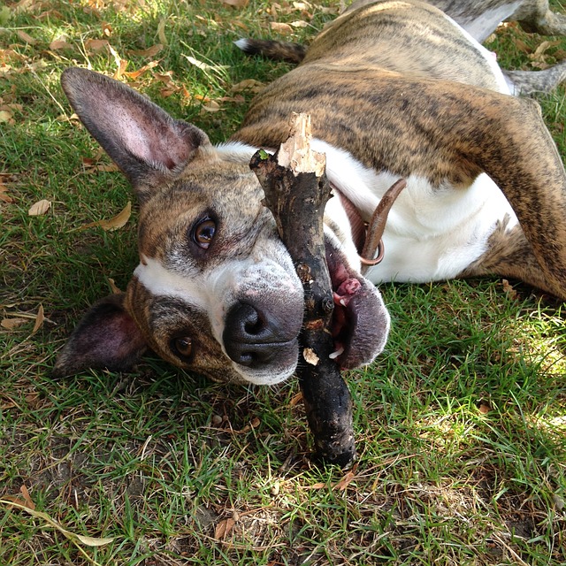 The Way Of A Dog