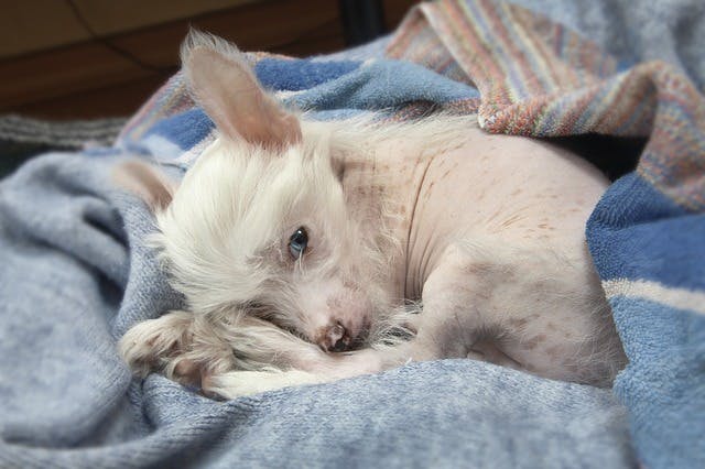 Dog C