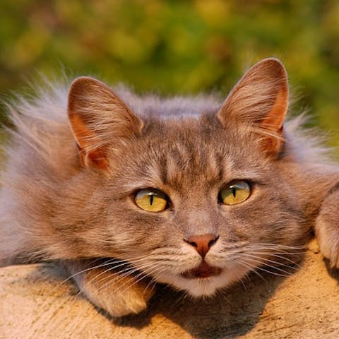 Why A Cat Vet?