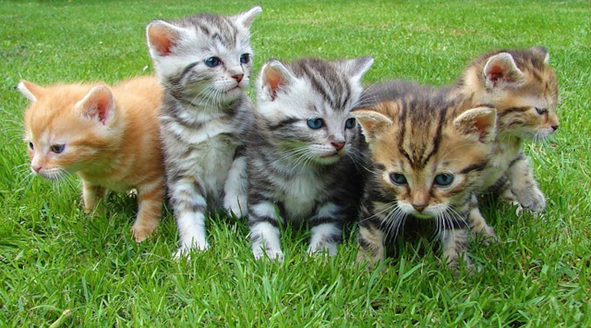 Pet Care
