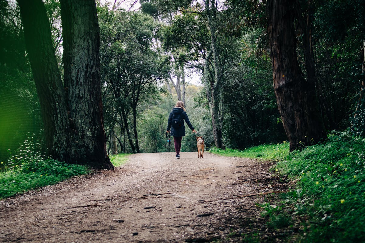 Dog Walking