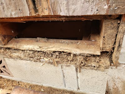 Termite / Dryrot Damage