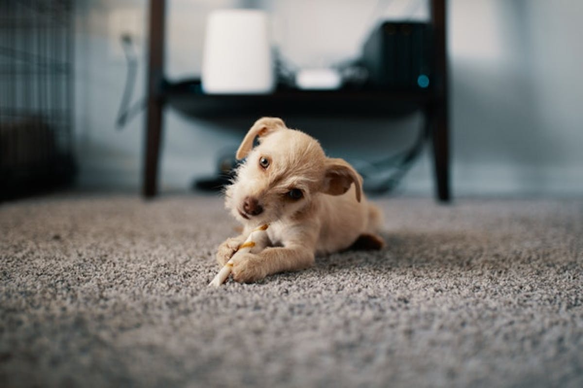 Carpet Cleaning