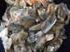Abalone Shell Tumbled Specimen