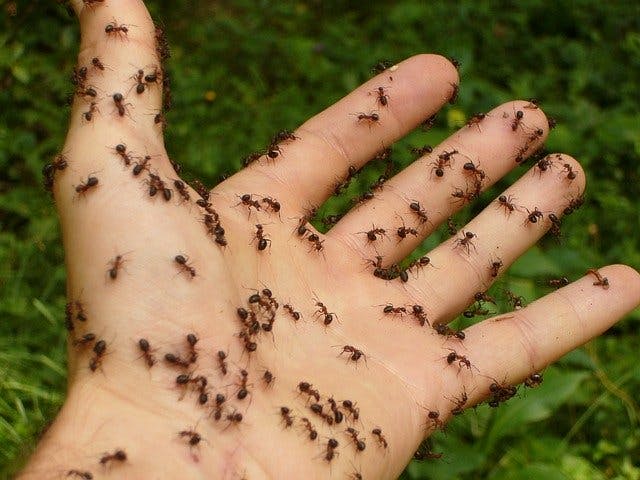 Exterminate Ants In Folsom, CA and El Dorado Hills 