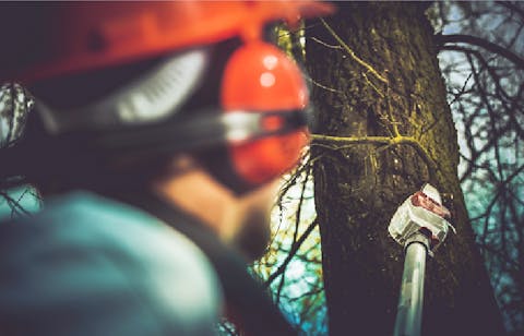 Stump Grinding l Glen Burnie, MD l RJO Services LLC