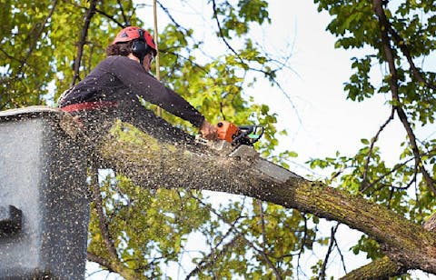 Tree Pruning - Montgomery County, MD - J&B Tree Services, LLC