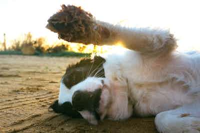 Cut and Clip Salon Service