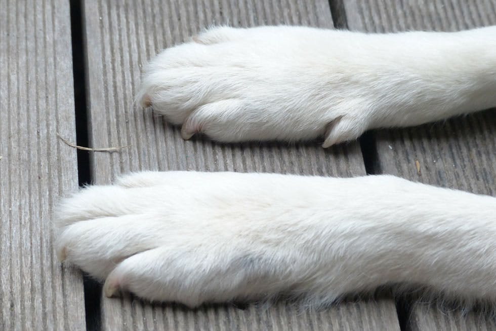 Clip - Trim and Polish