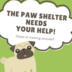 The Paw Shelter needs help