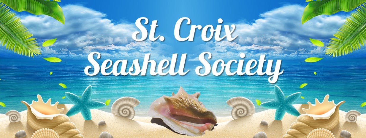 STX SeaShell