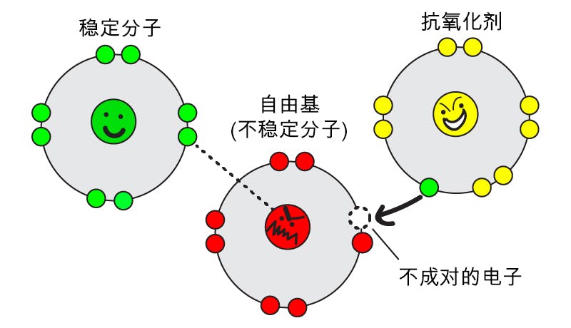 什么是抗氧化剂？
