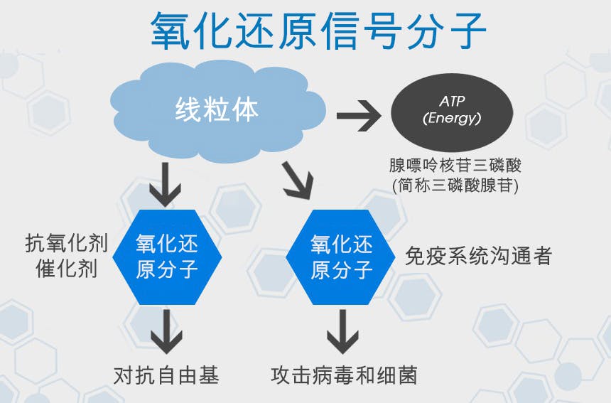 什么是氧化还原信号分子？