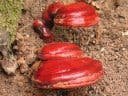 Ganoderma Lucidum