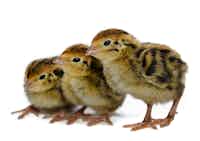 Chicks (born - 3 weeks)