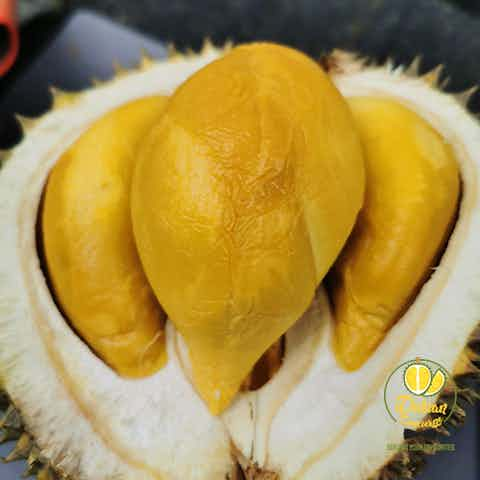 Black thorn durian