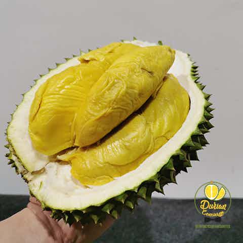 Kuning durian isi Durian
