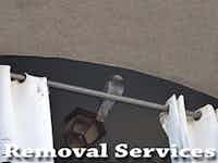 Pigeon Removal Process