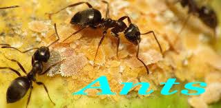 ant pest control phoenix az