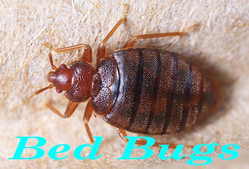 ant pest control phoenix az