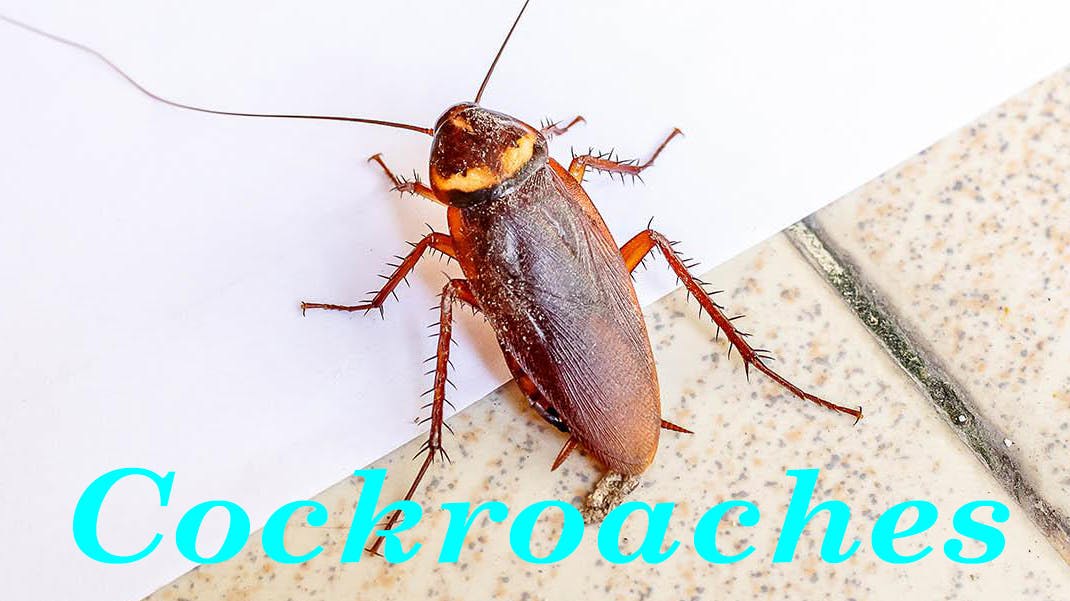 ant pest control phoenix az