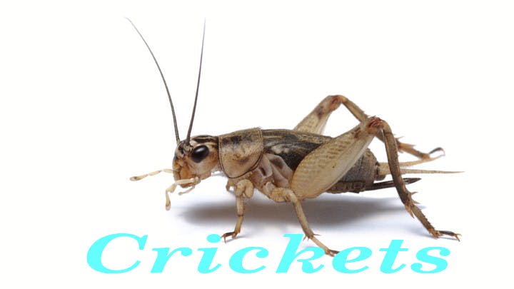 ant pest control phoenix az