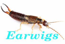 ant pest control phoenix az