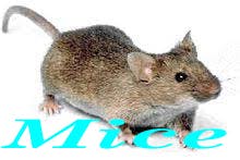 ant pest control phoenix az