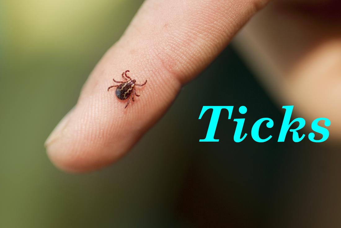 ant pest control phoenix az