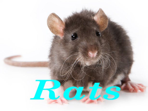 ant pest control phoenix az