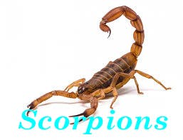 ant pest control phoenix az