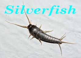 ant pest control phoenix az