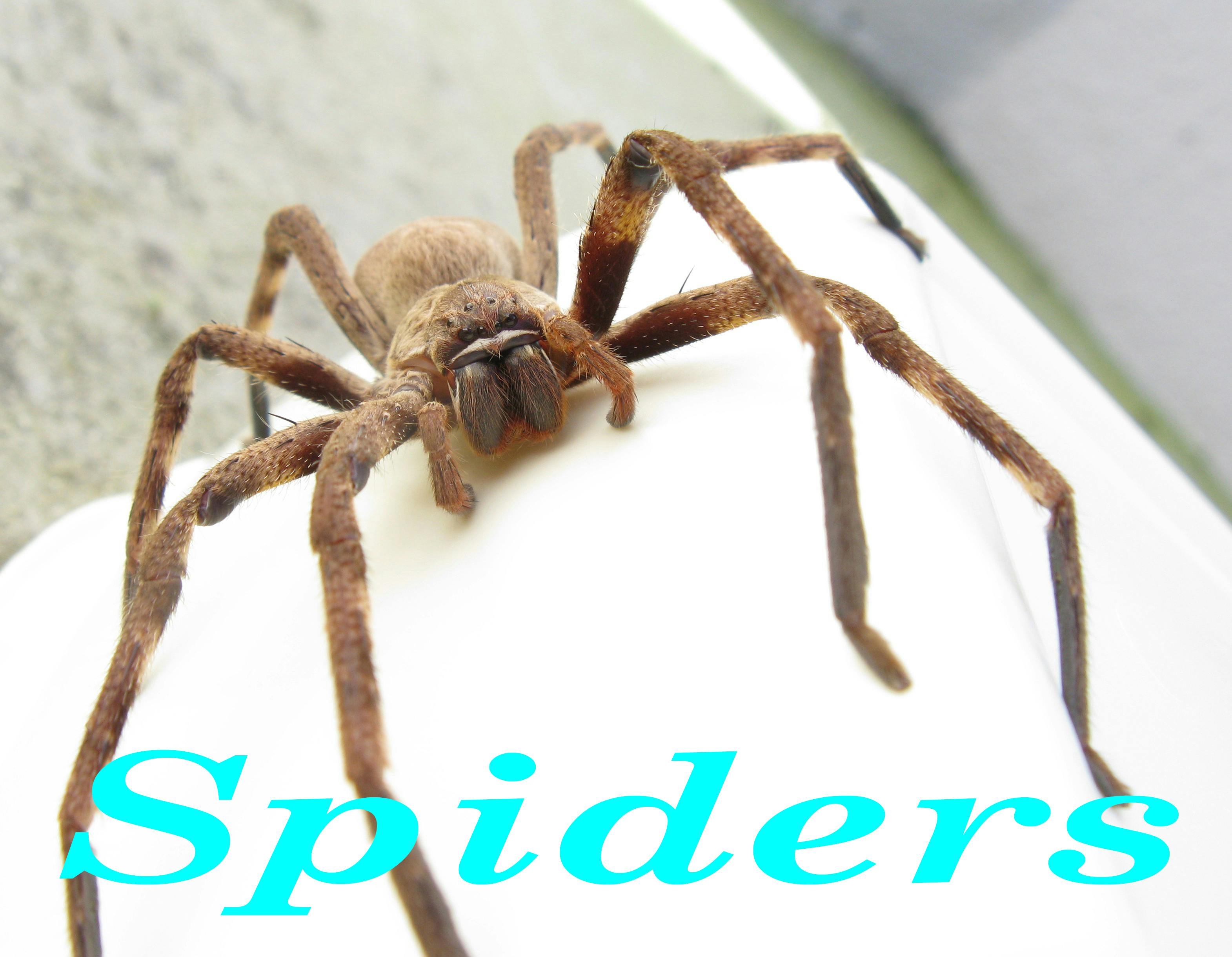 ant pest control phoenix az