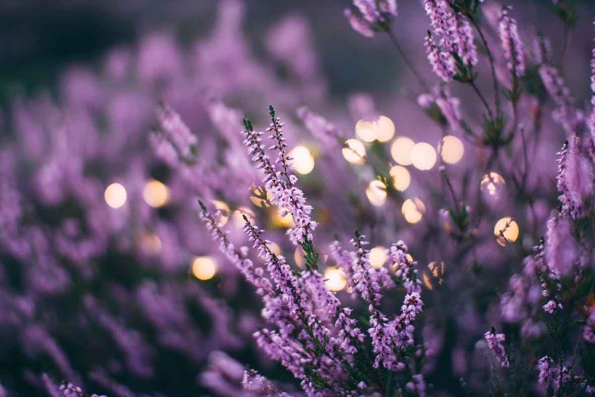 Best Selection of Lavender 