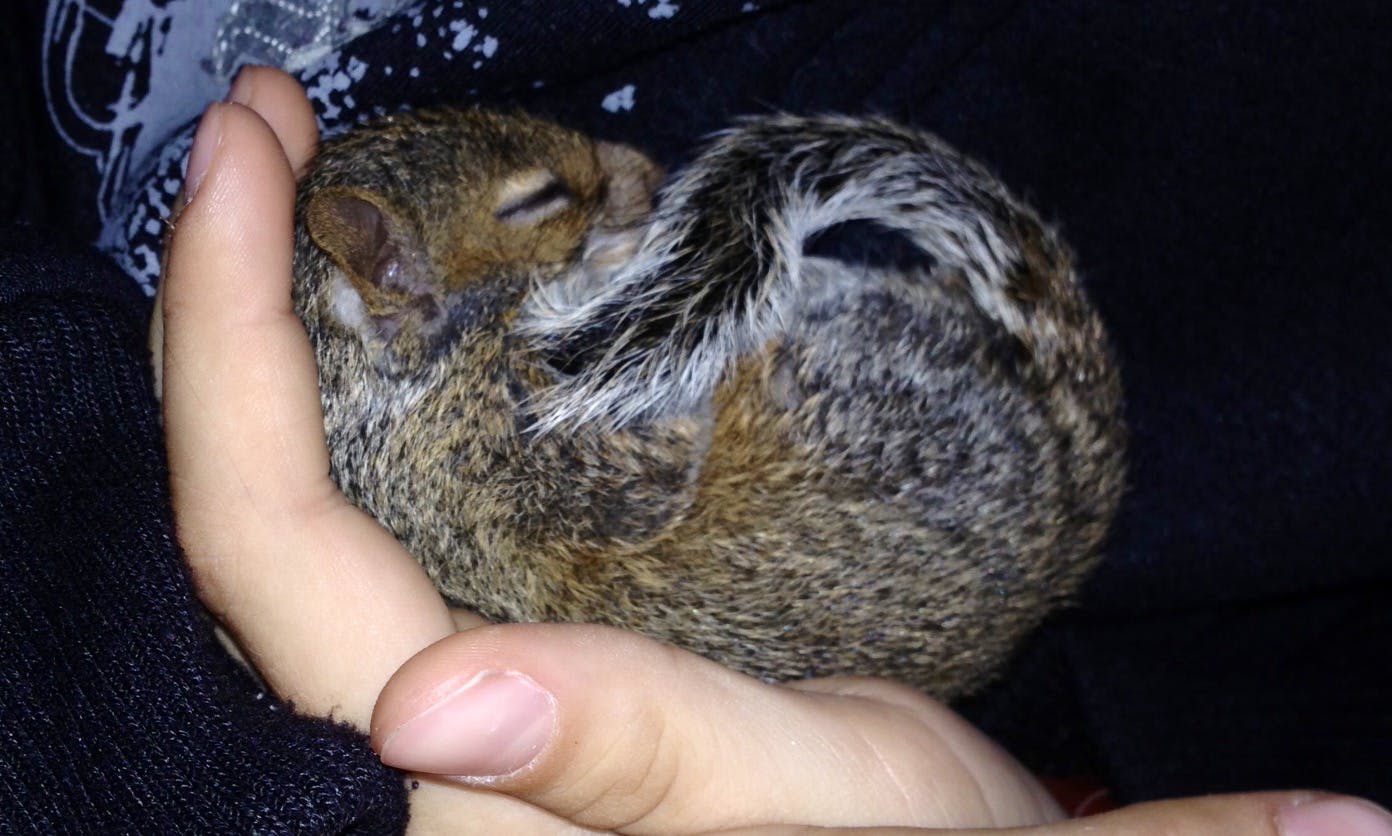 Baby Nutso the squirrel in the palm of a hand