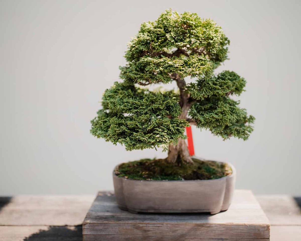 Featured Product