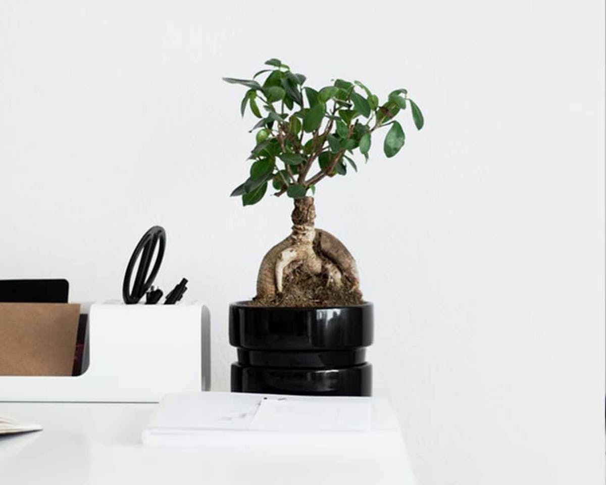 Featured Product