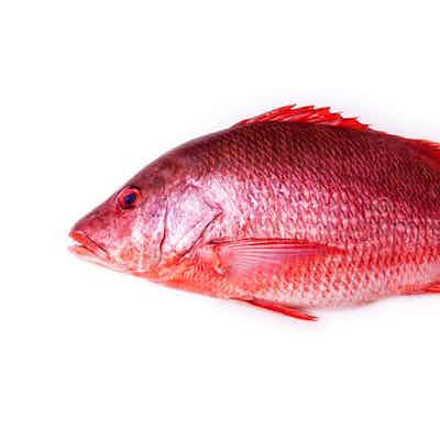 Red Snapper (Clean)