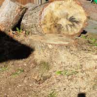 Stump Grinding Project at 2308 Miraun Cresent Abbotsford