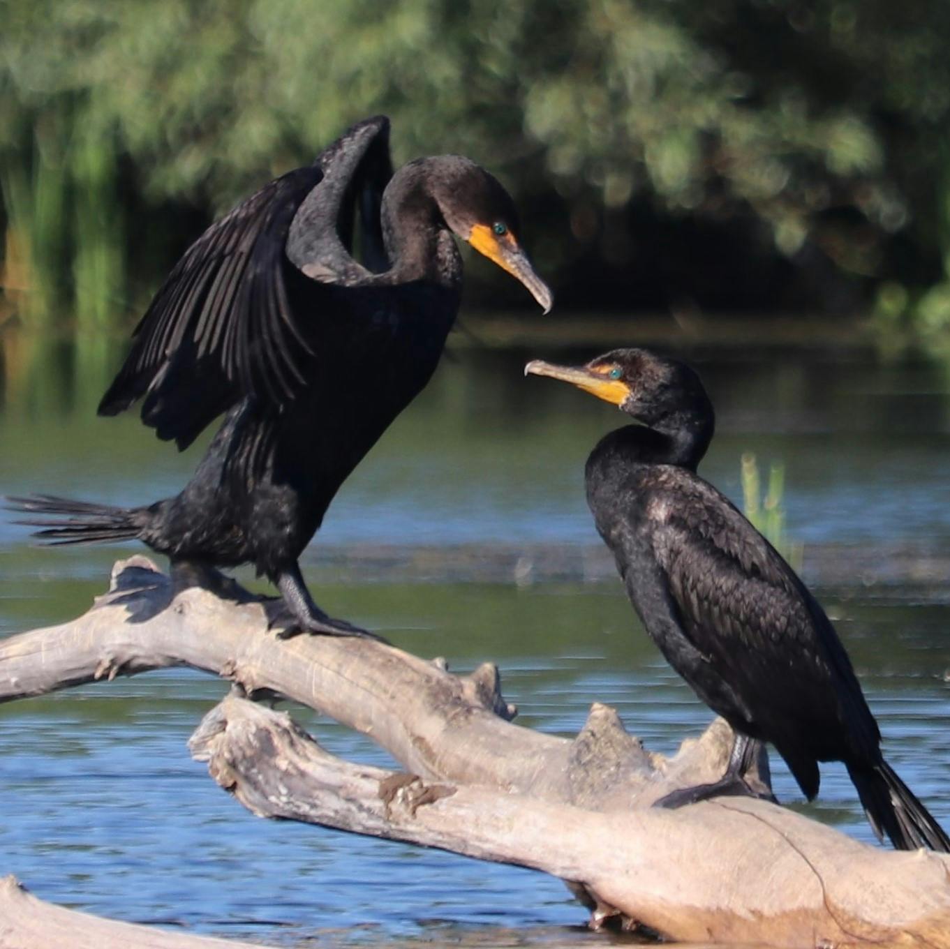  Double-Crested Cormorants