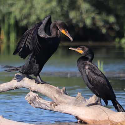  Double-Crested Cormorants