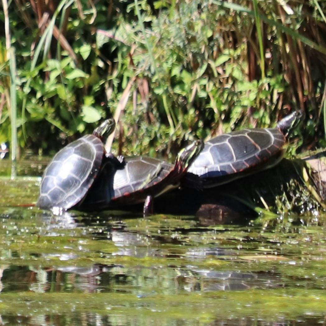 Midland Painted Turtles