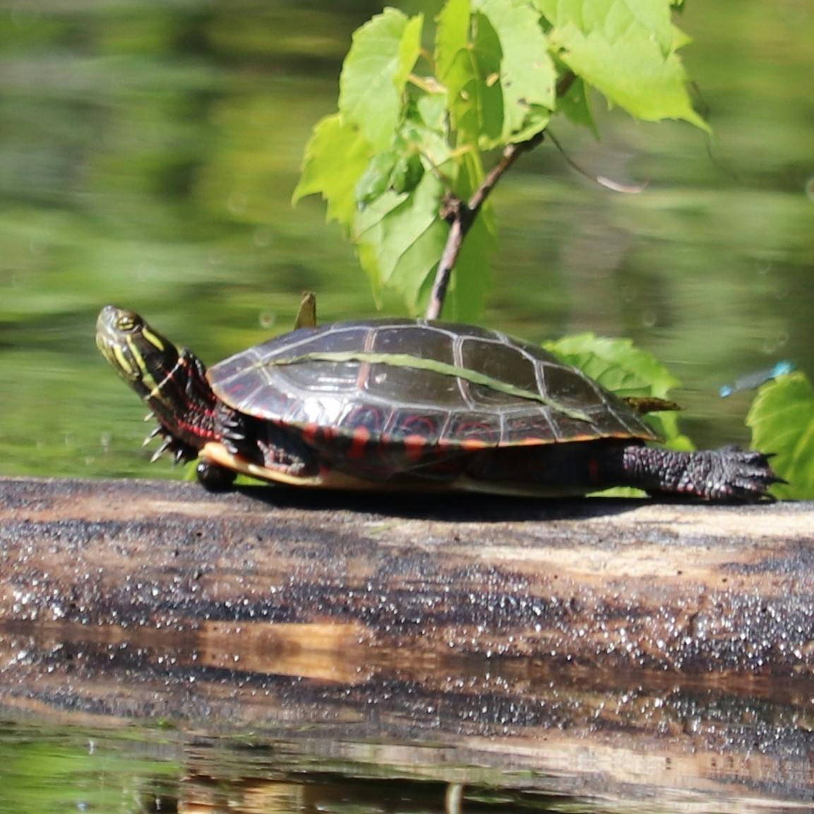Midland Painted Turtle