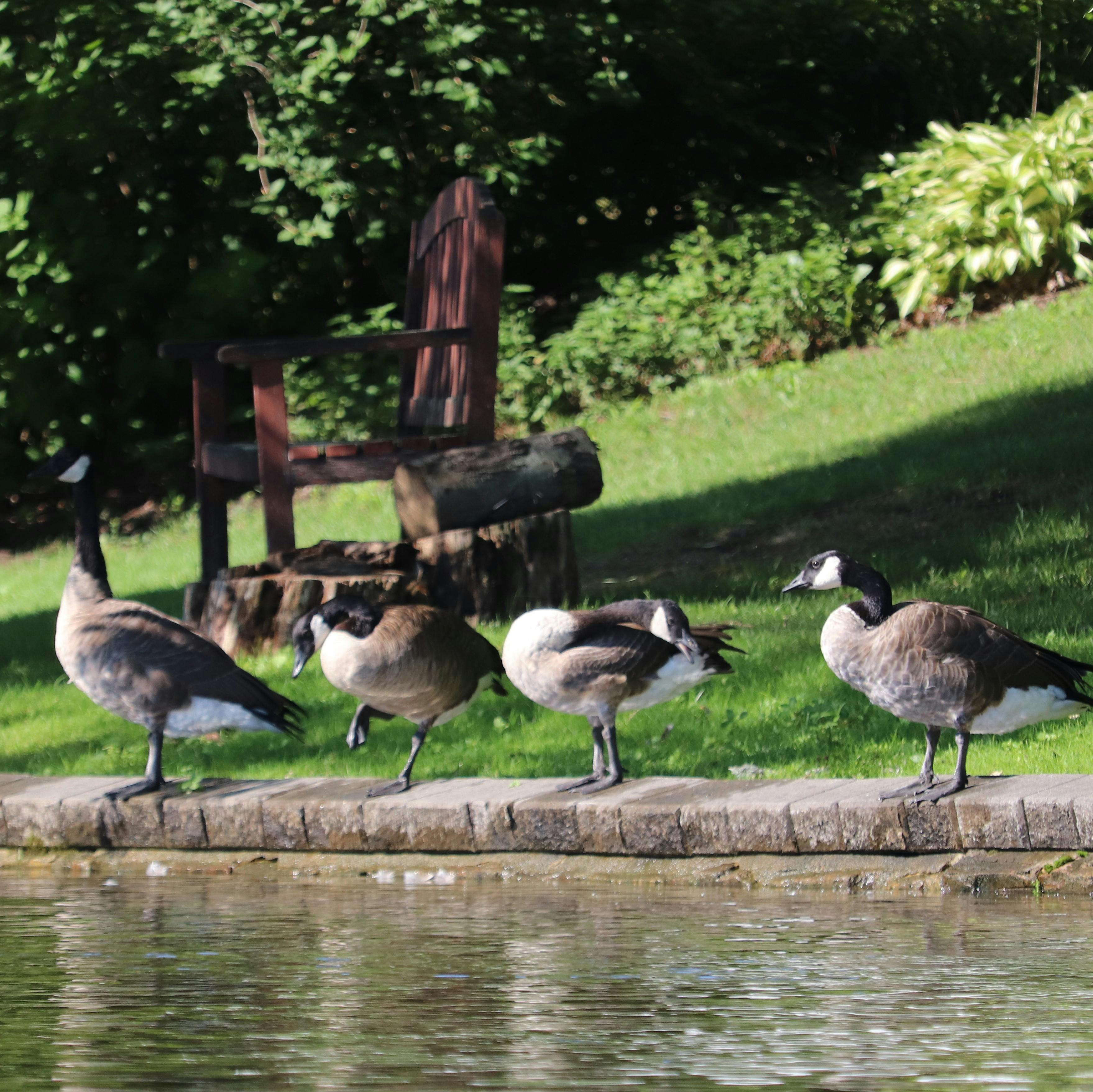 Canada Geese