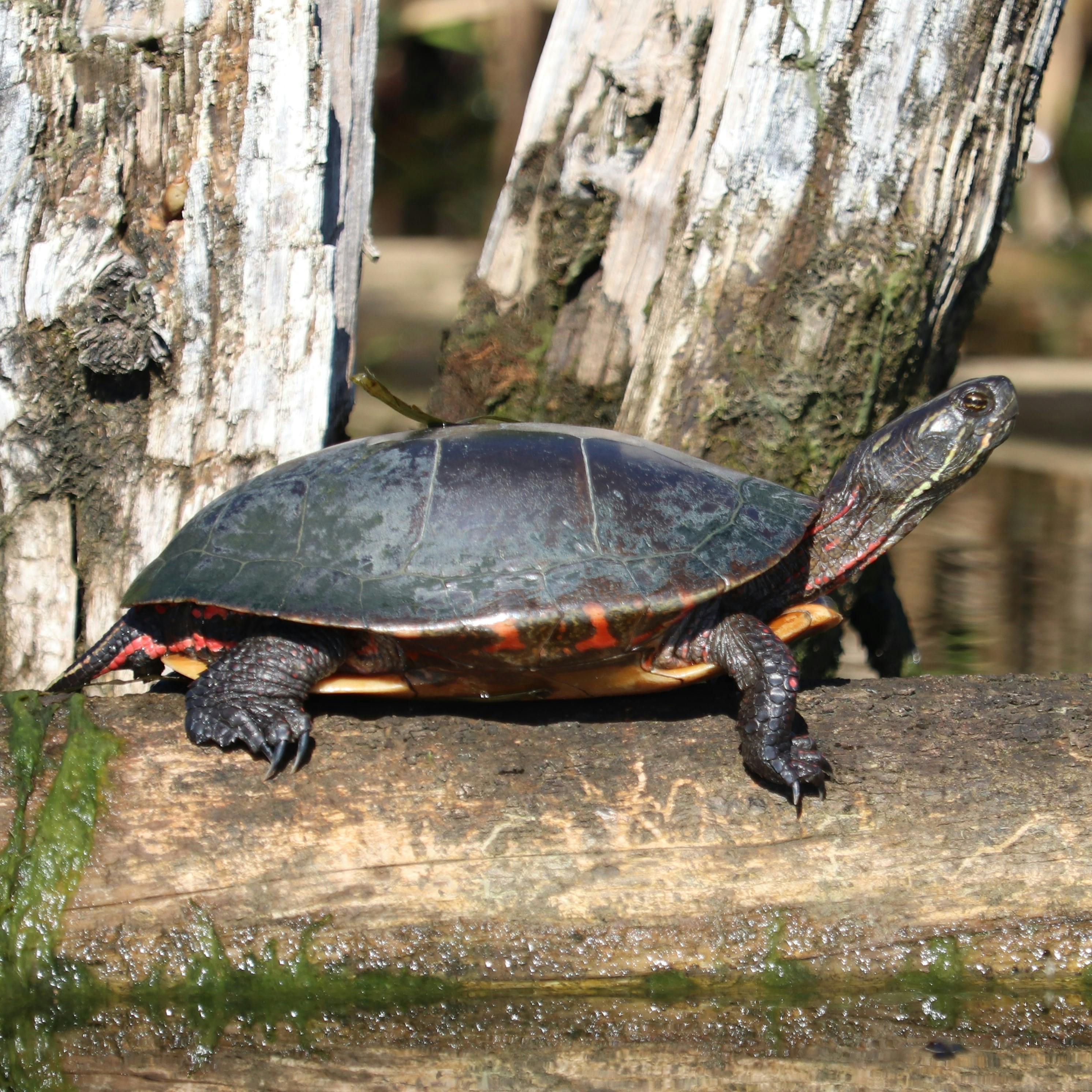 Midland Painted Turtle