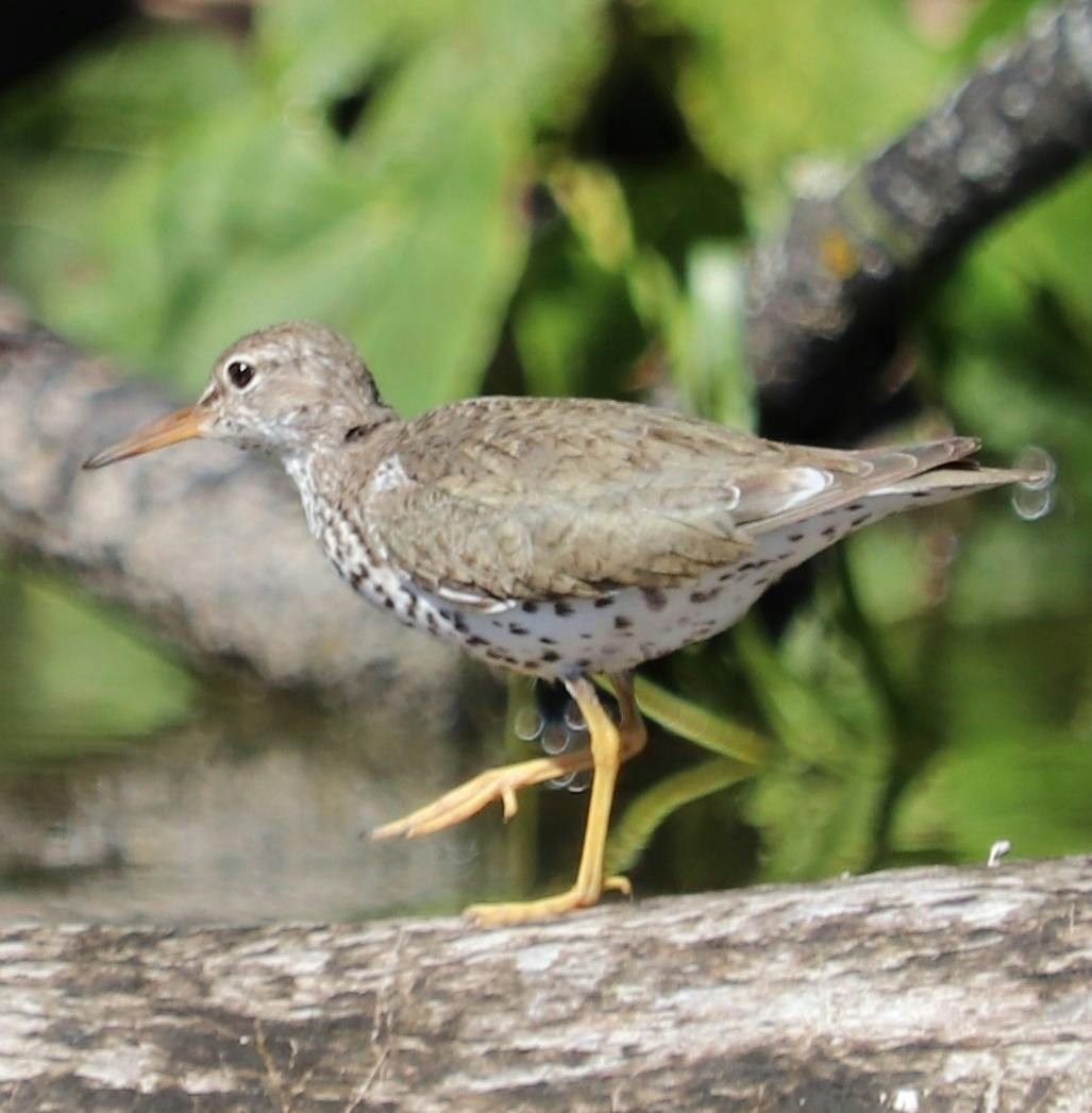 Spotted Sandpiper