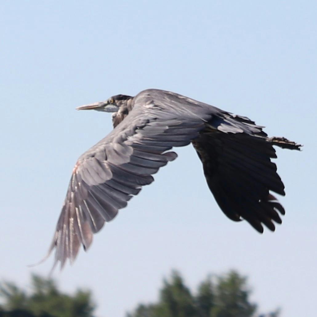 Great Blue Heron