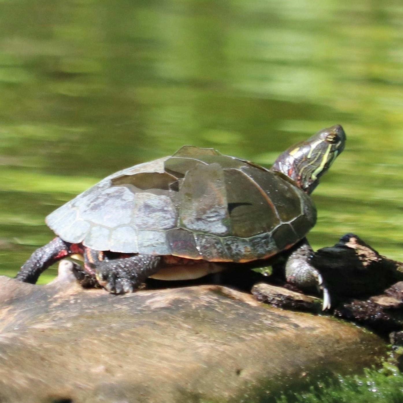 Midland Painted Turtle